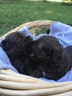 montgomery springerdoodles