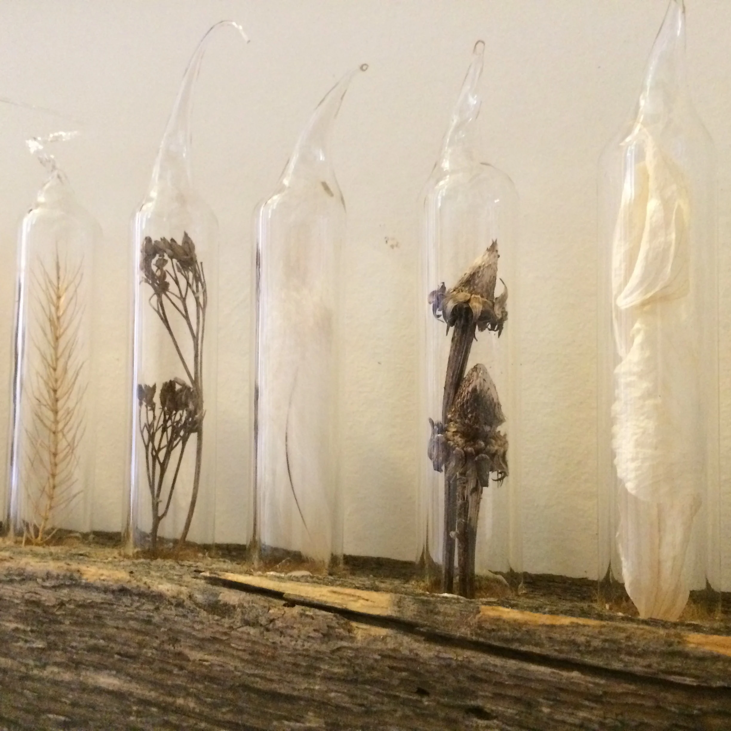 Untitled (f.), 30" x 8", spring 2016, barnwood, glass & dried flora
