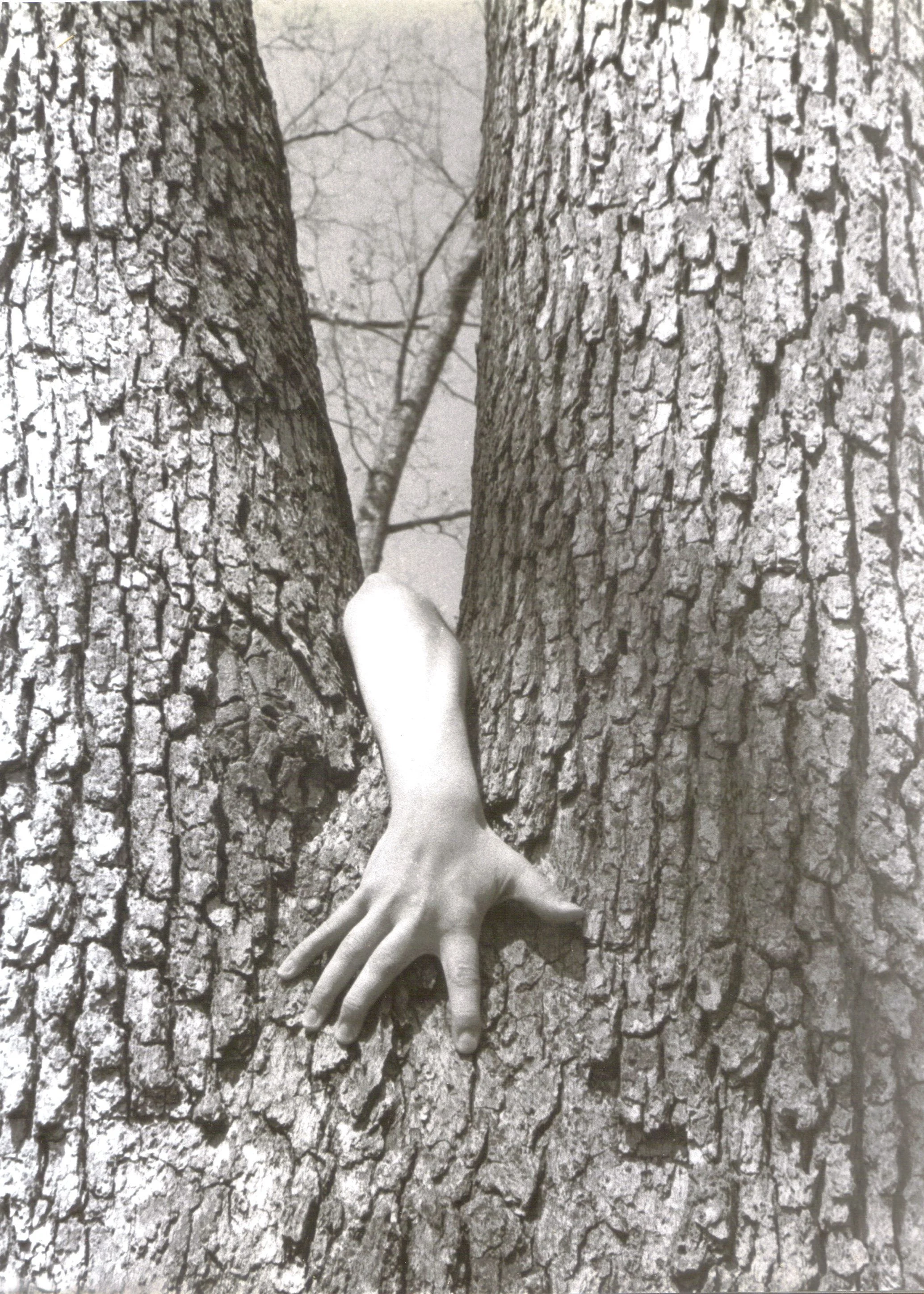 Untitled (hand in tree), 8" x 10", summer 1996, gelatin silver print