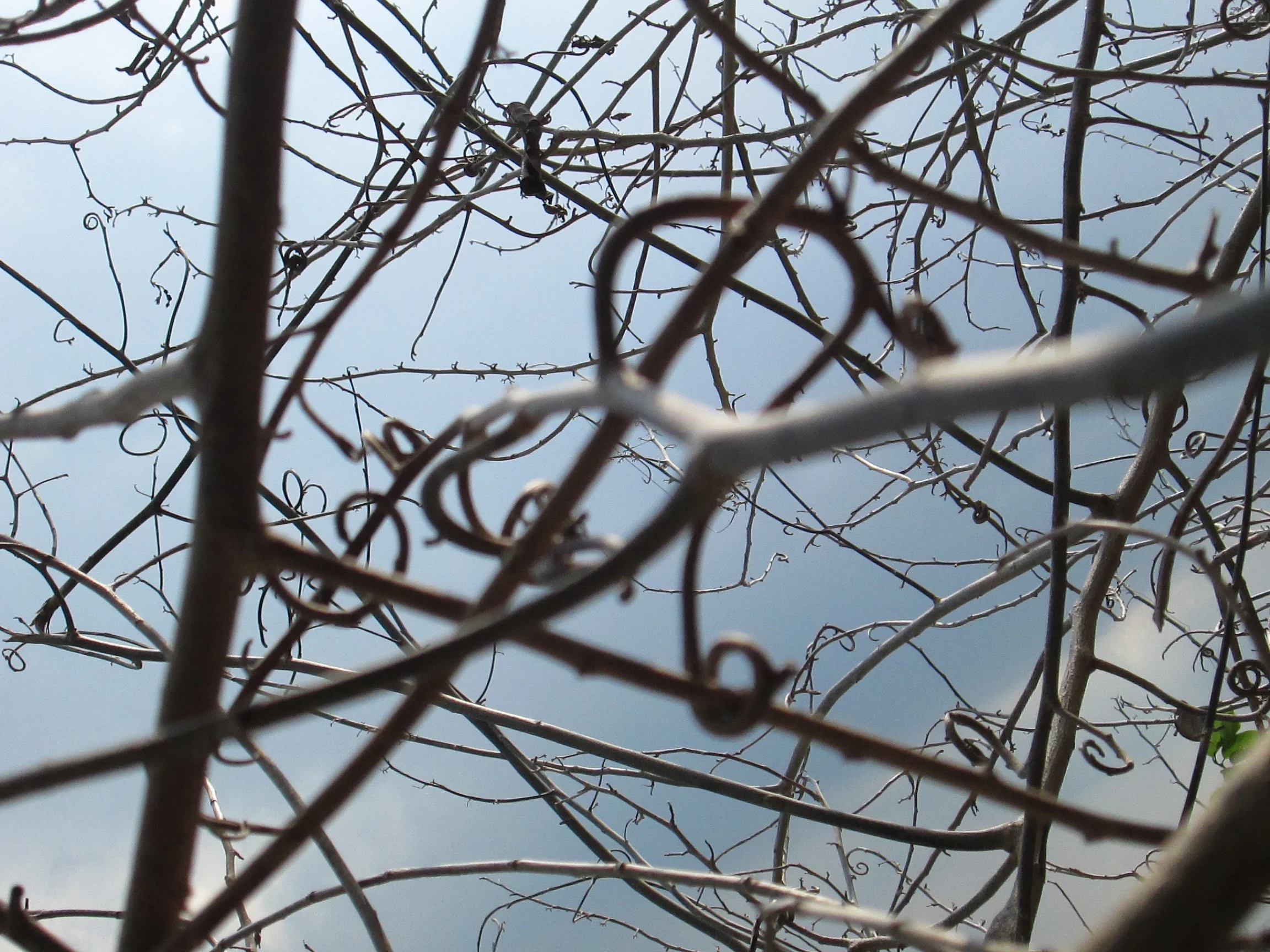 Untitled (tree in florida #6), March 2015, digital photograph