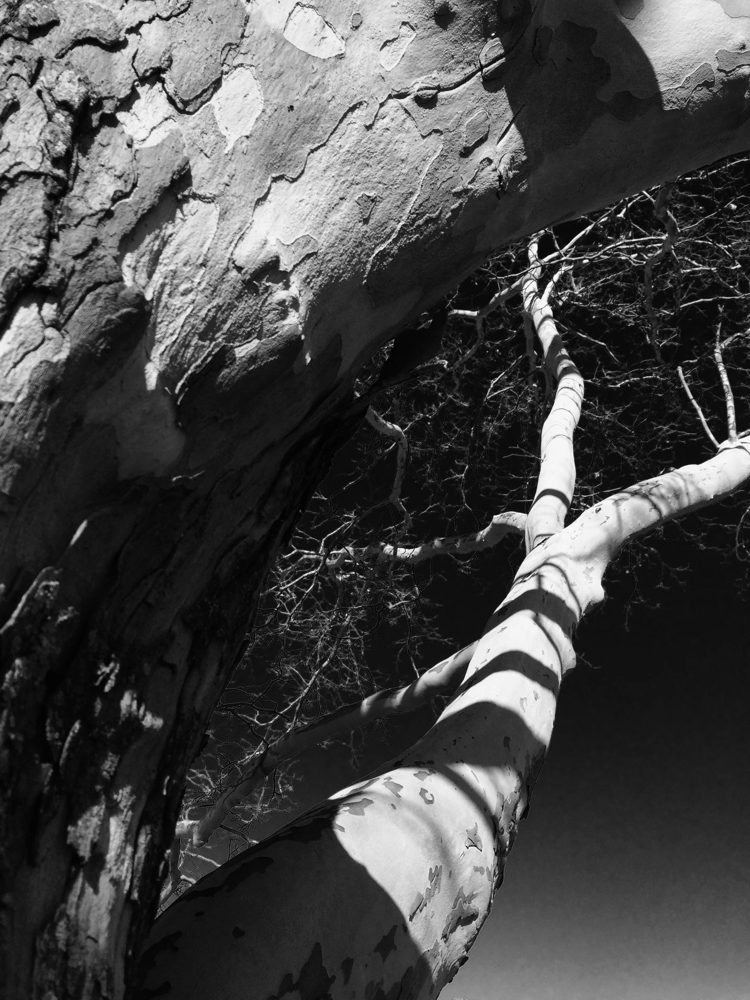 Untitled (sycamore tree #4), February 2016, iphone digital photo