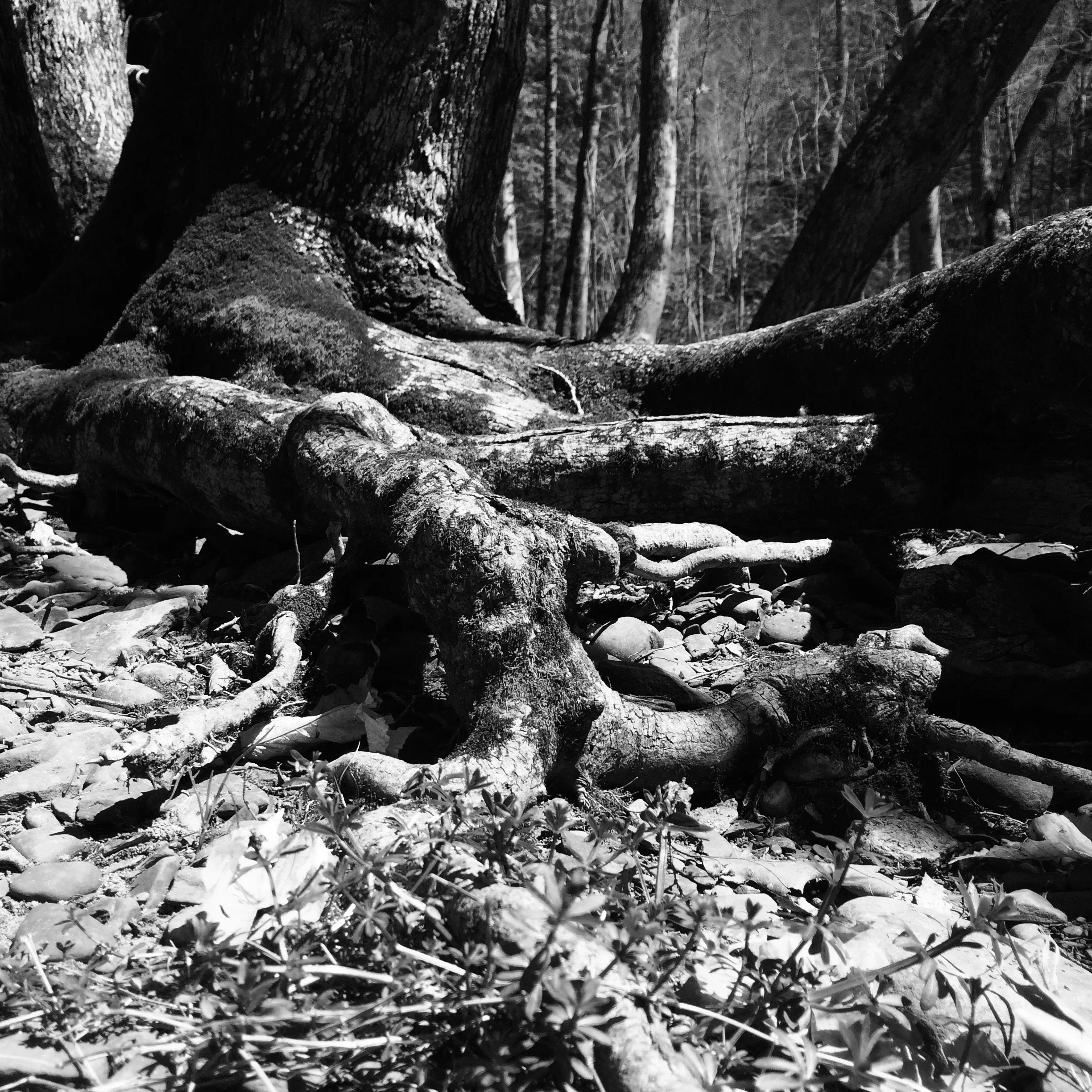 Untitled (tree root #3), April 2016, iphone digital photo