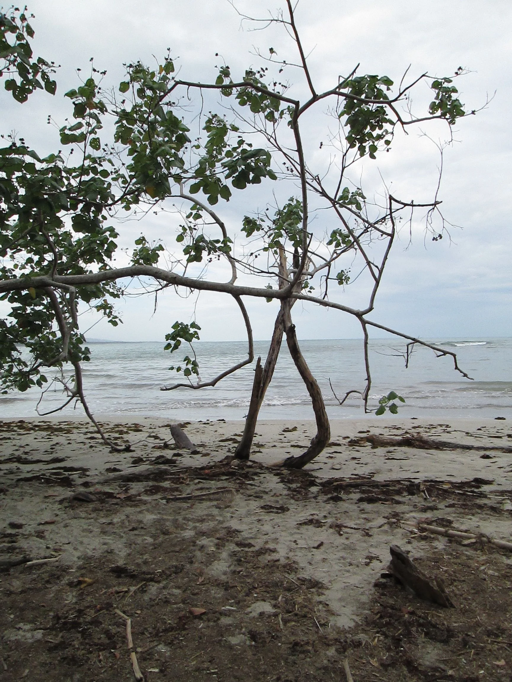 Untitled (tree in Costa Rica #1), February 2014, digital photograph