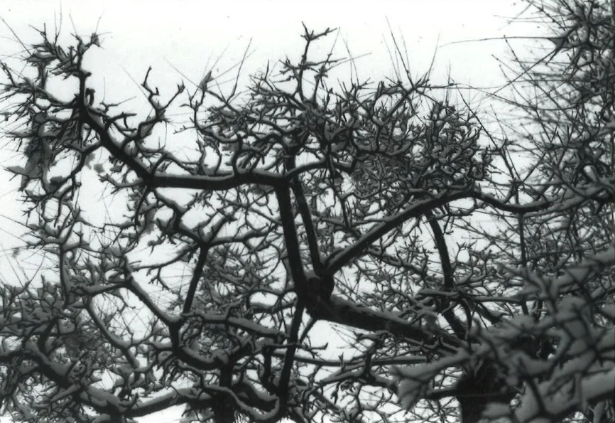 Untitled (snow #1), 4" x 6", winter 2010, gelatin silver print
