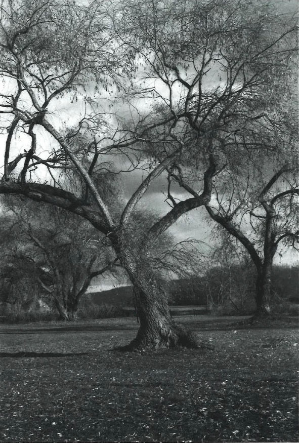 Untitled (willow tree #3), summer 2013, 4" x 6", gelatin silver print