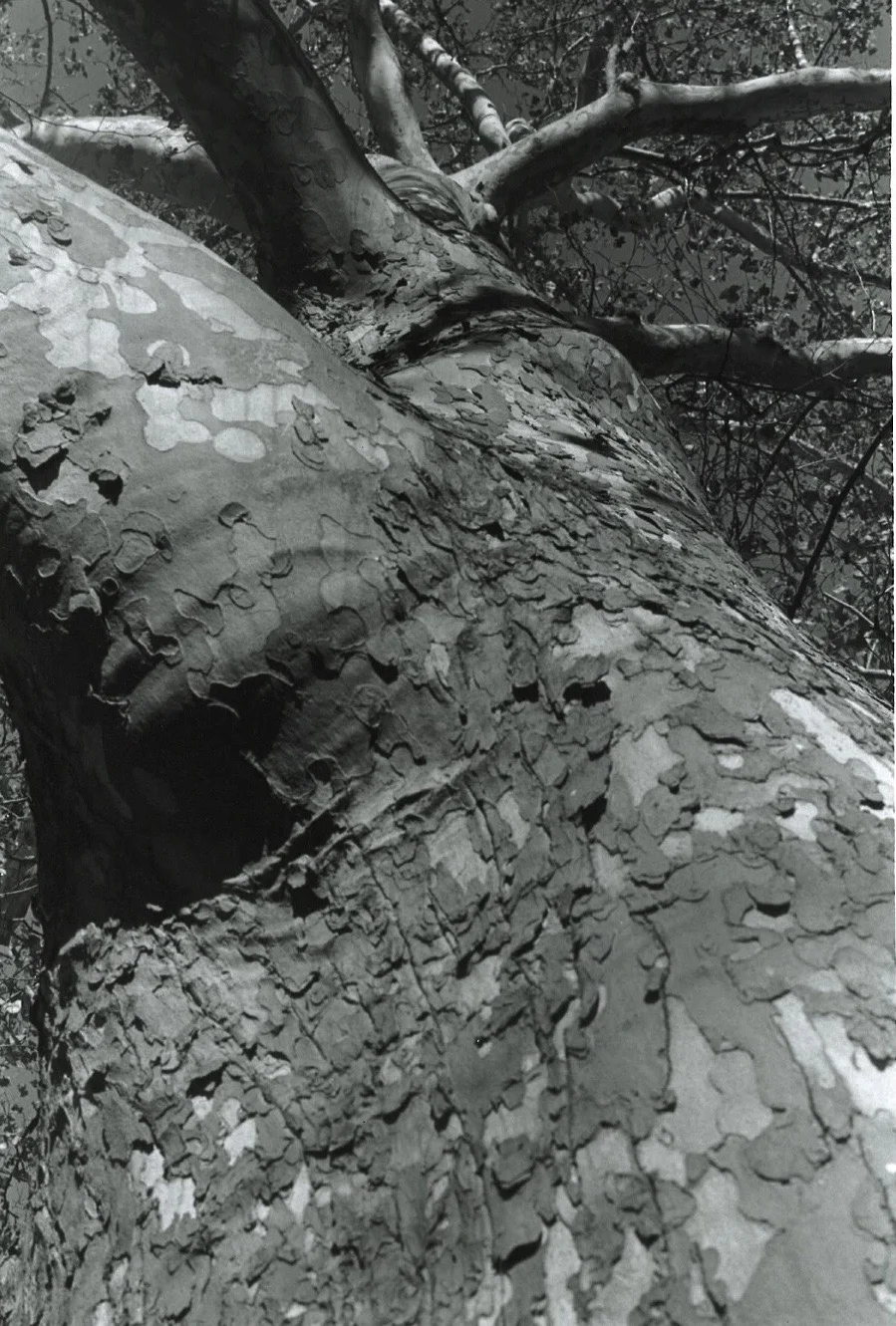 Untitled (sycamore), winter 2010, 8" x 10", gelatin silver print