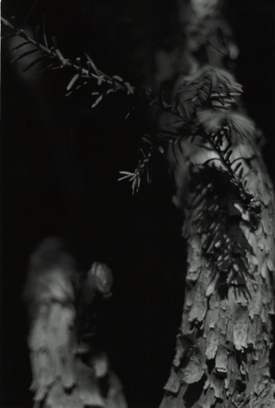 Untitled (tree), winter 2010, 8" x 10", gelatin silver print