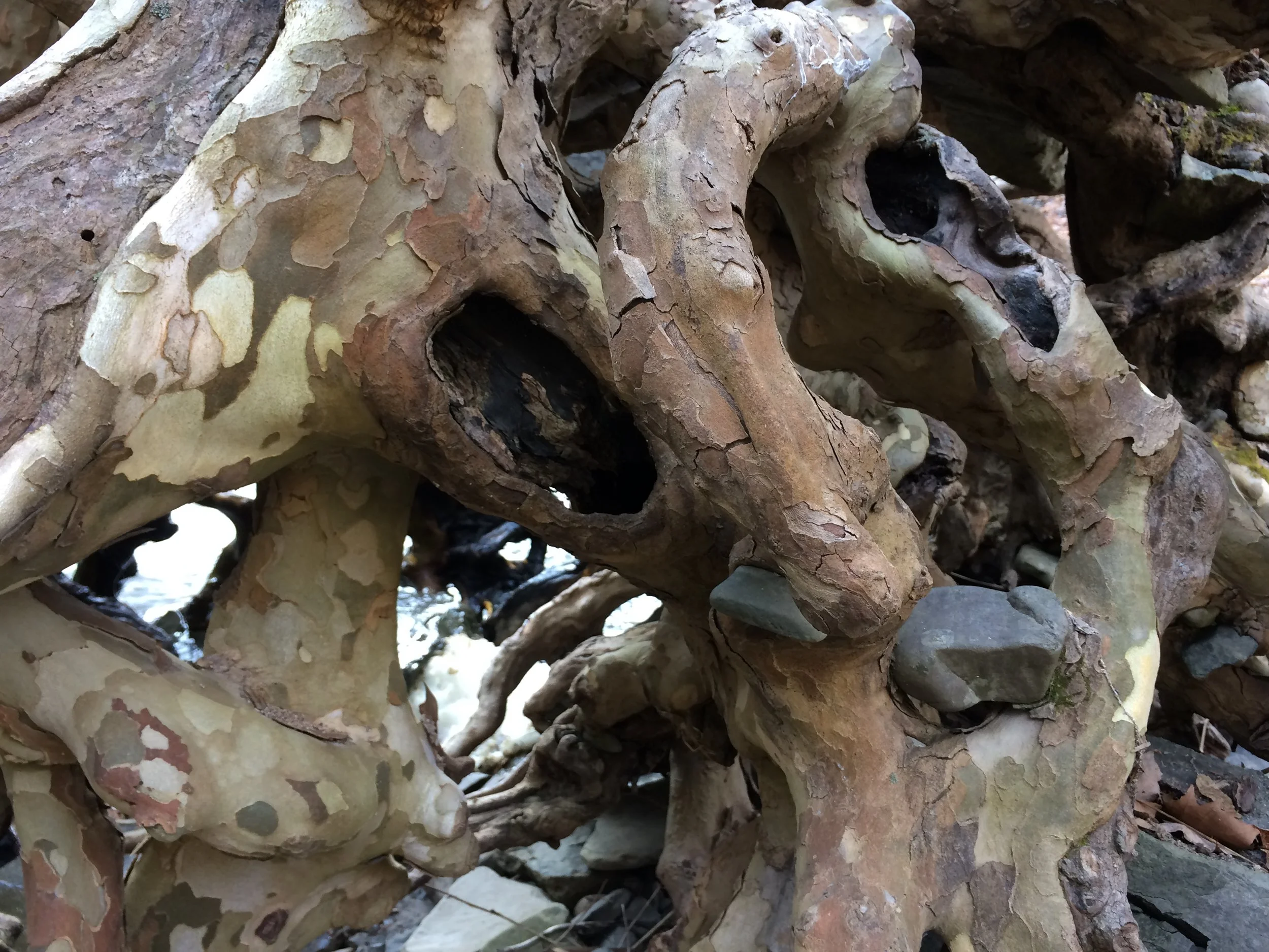 Untitled (sycamore roots- first dam c.), February 2017, iphone digital photo