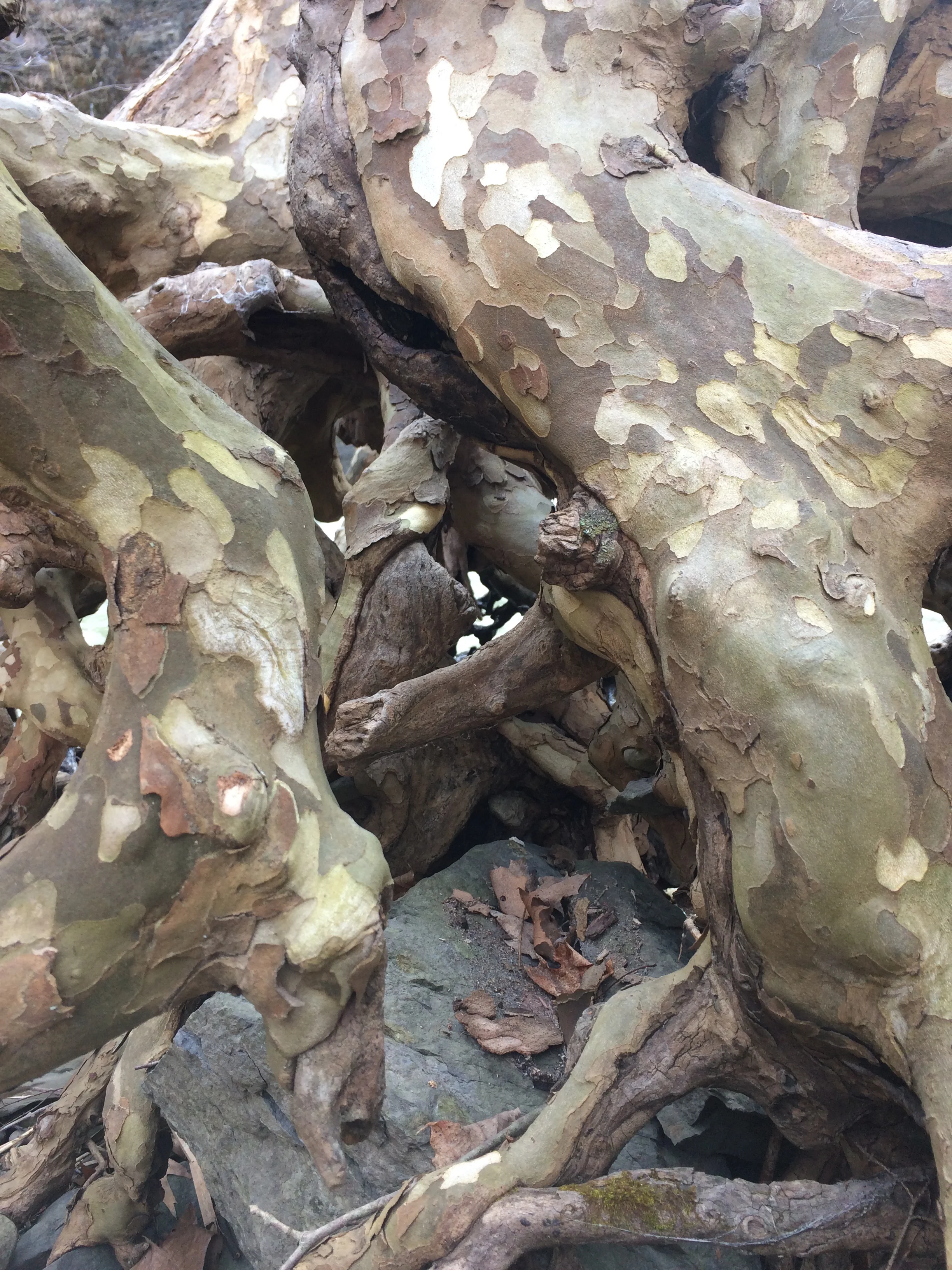 Untitled (sycamore roots- first dam d.), February 2017, iphone digital photo