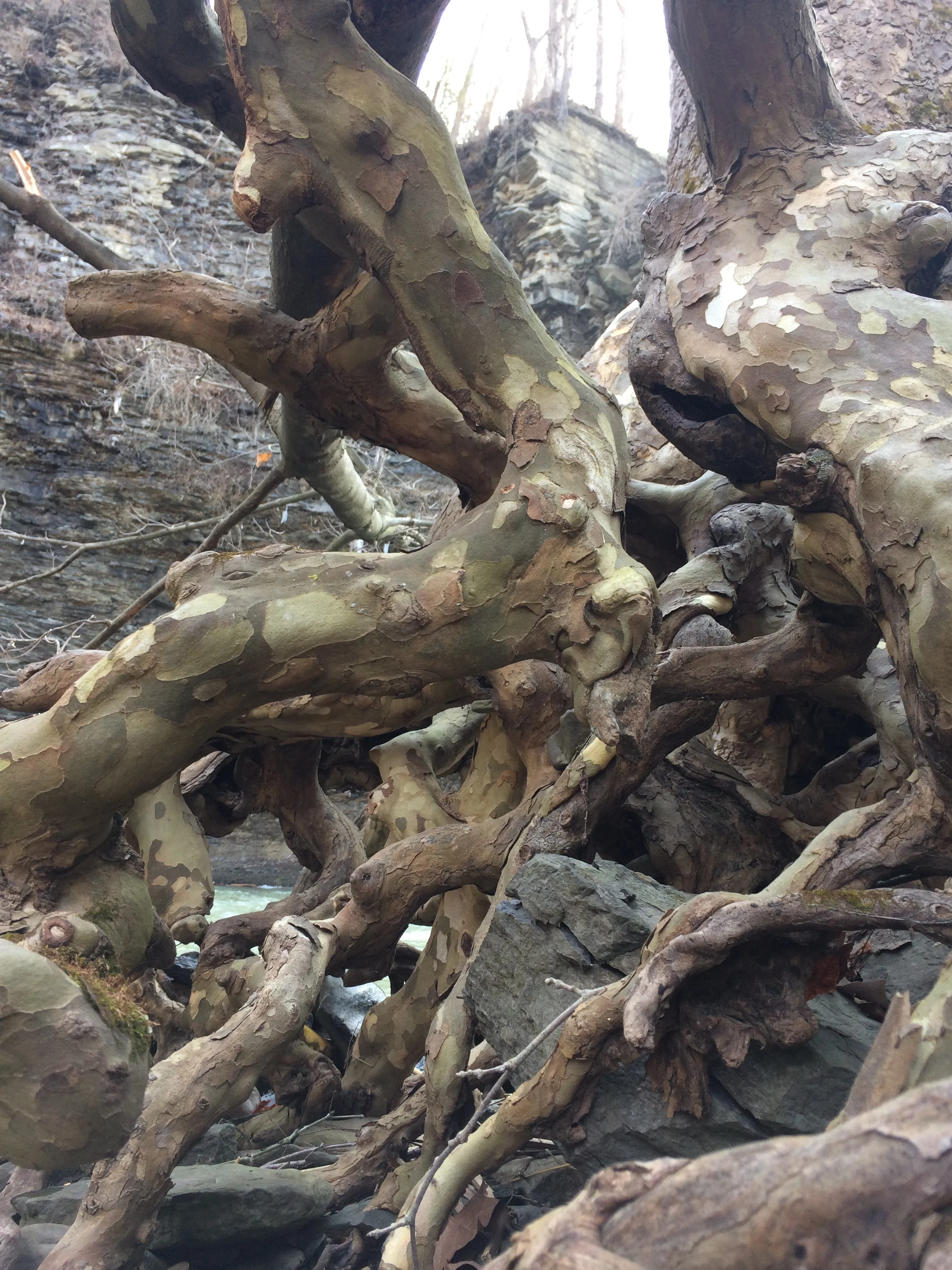 Untitled (sycamore roots- first dam e.), February 2017, iphone digital photo