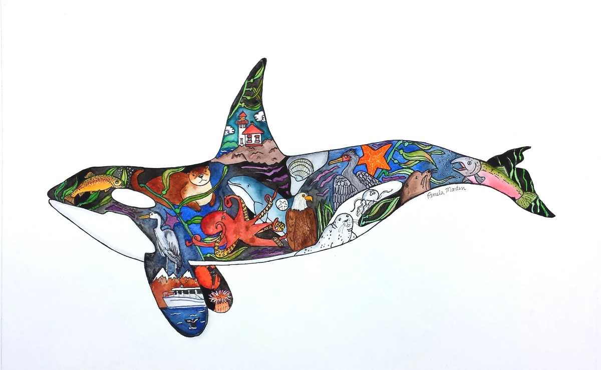 Decatur Island Orca in Watercolors