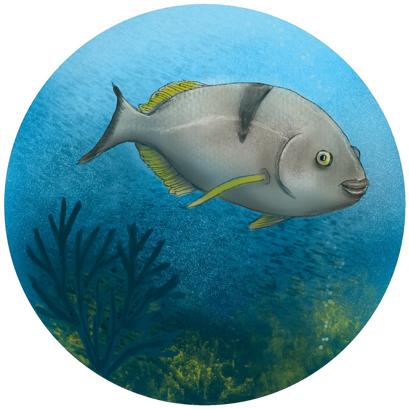 undersea-abc-4.jpg