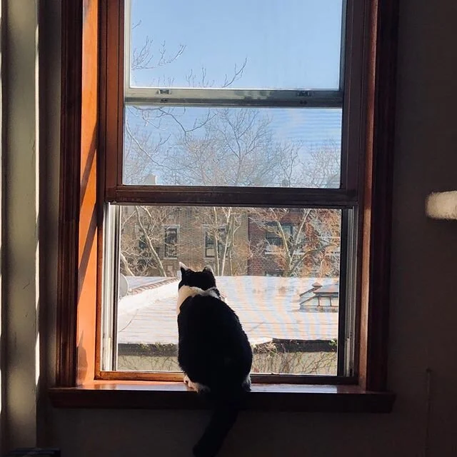 I finally understand why he does this all day. #coviddiaries