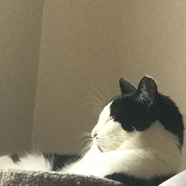 My favorite son 🐈