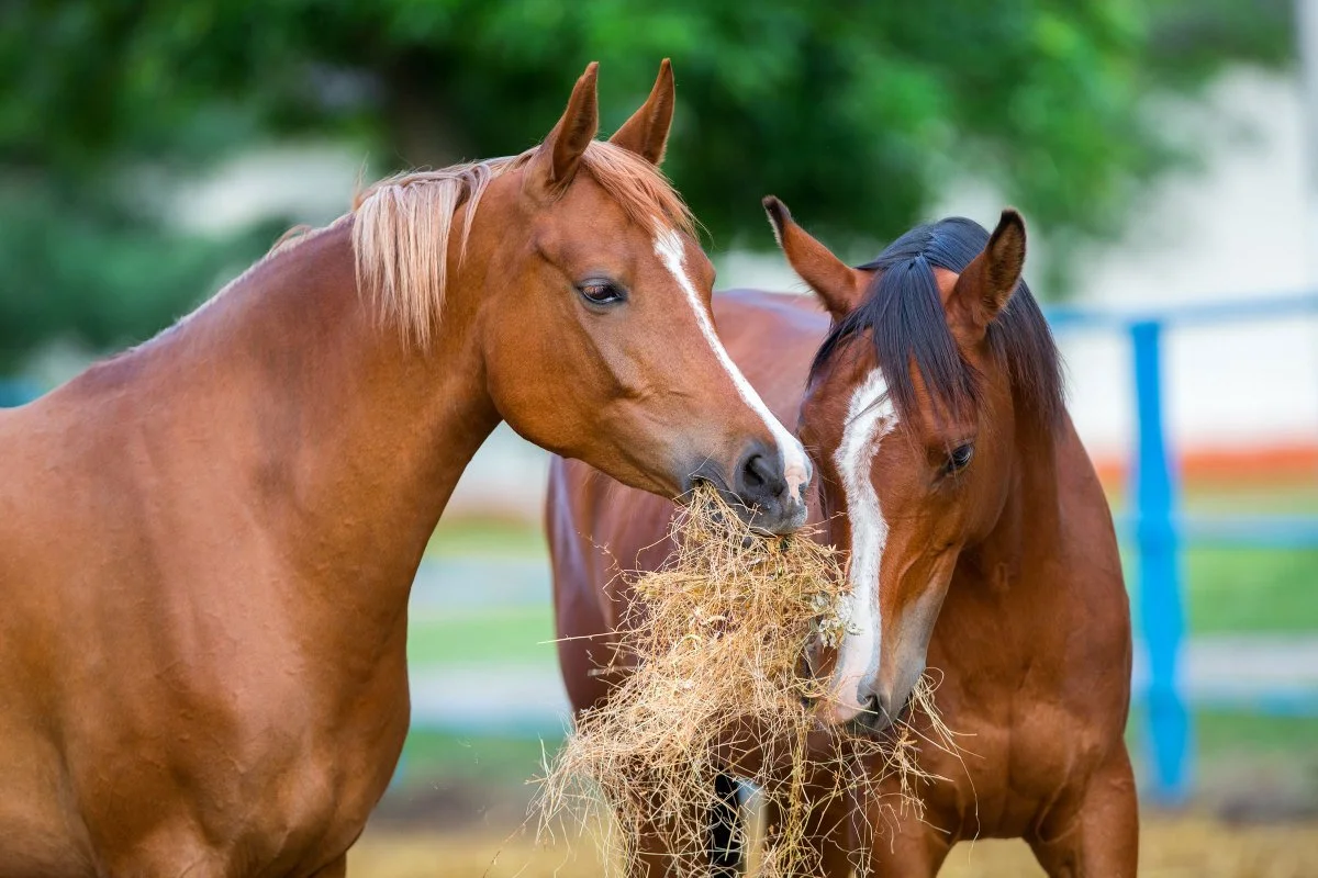 eating-hay-two-horses-iStock-Alexia-Khruscheva-513438822-2400.jpg