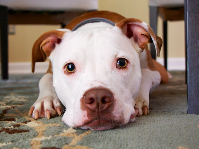 Empathic_dog_Fb_640_480_c1.png