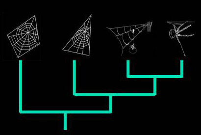 bolas-phylogeny2.gif