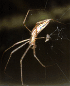 Tetragnatha stelarobusta from Maui