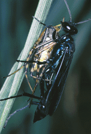mud-dauber wasps are important predators of spiders
