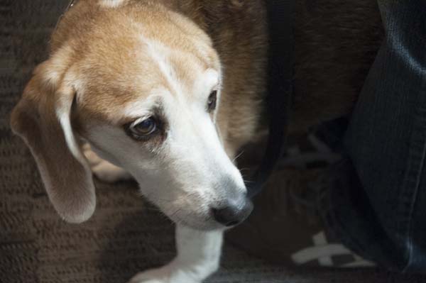 Bailey