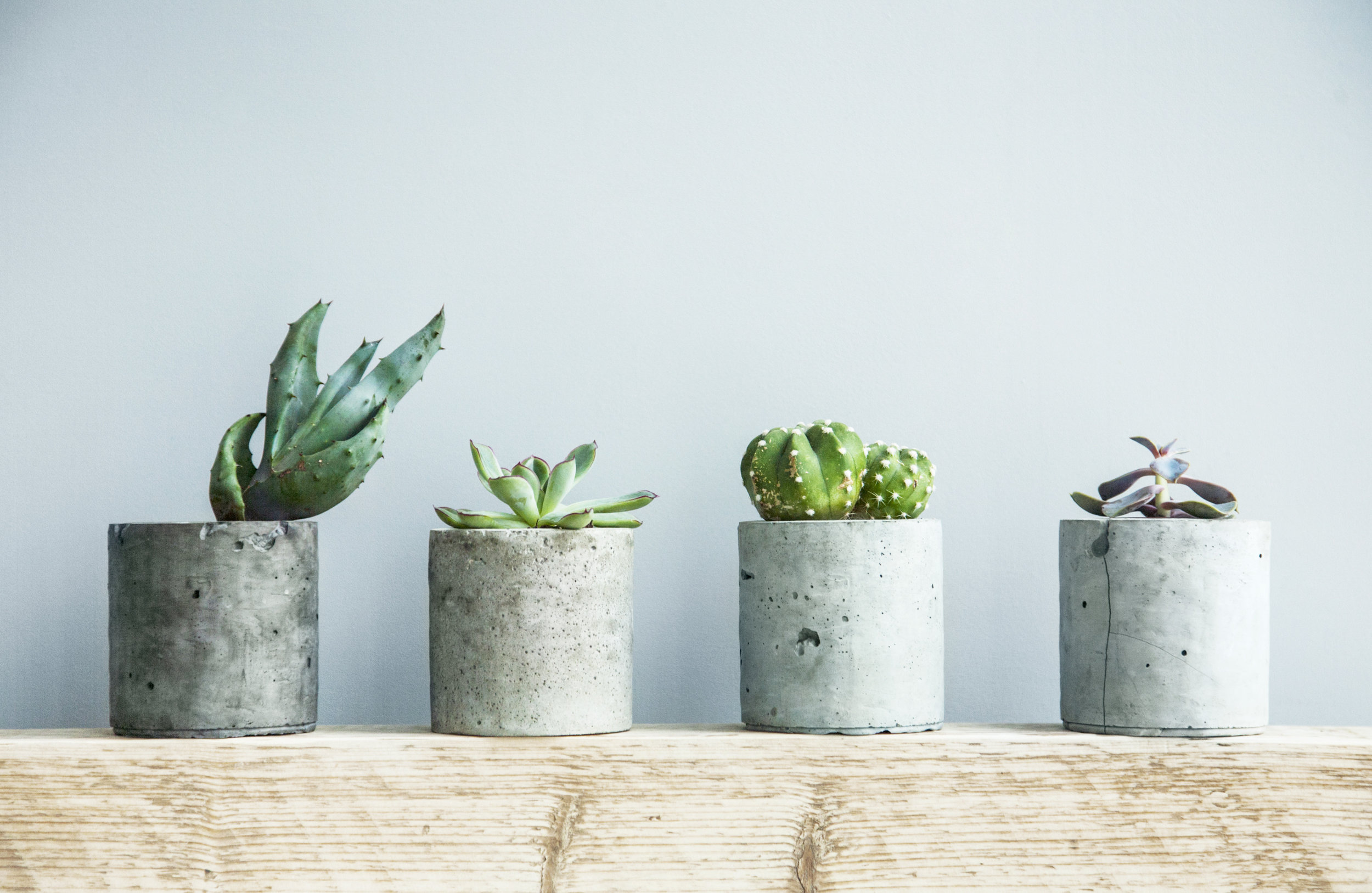 rootedsucculents.jpeg