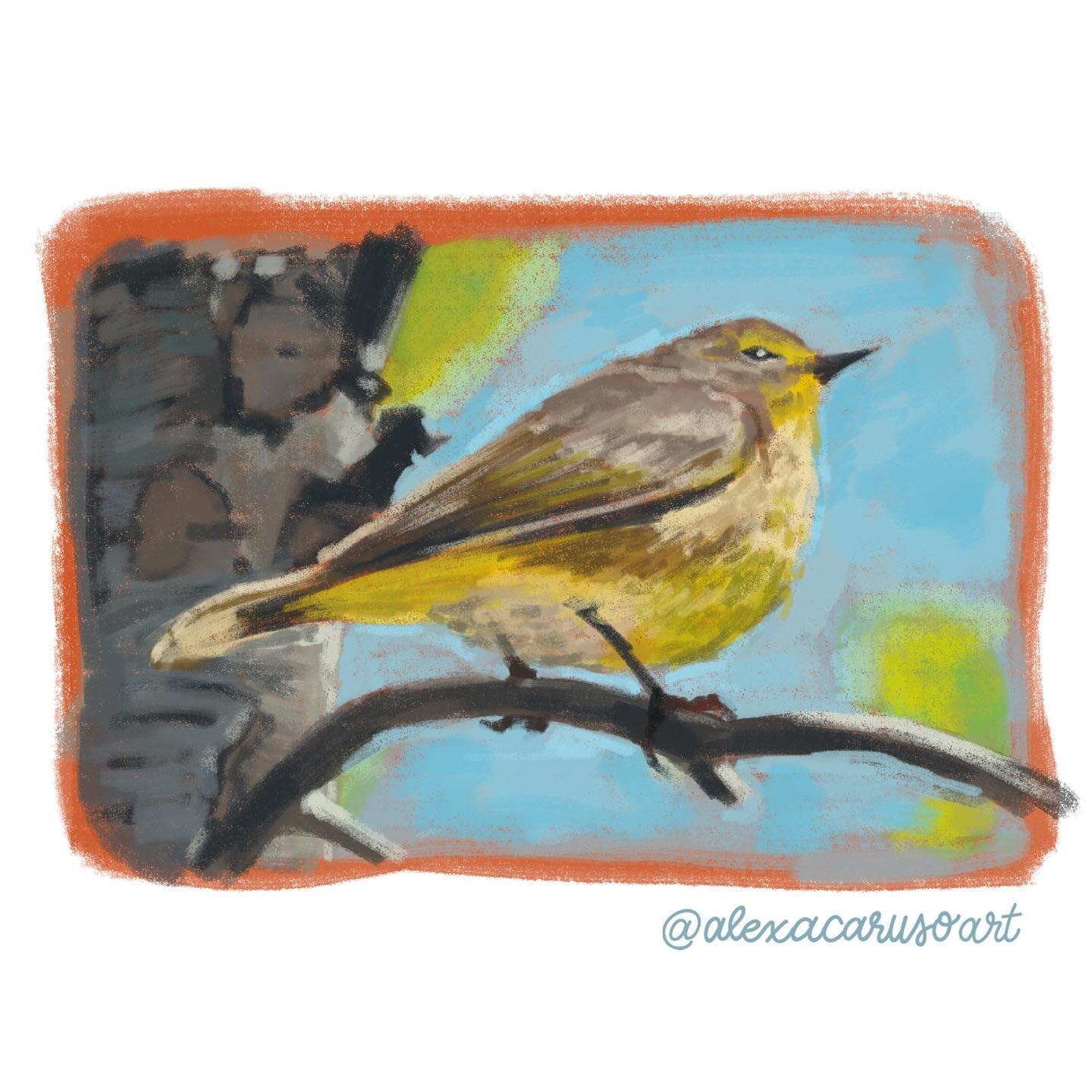 Hey! Good to see you again! Just wanted to show y&rsquo;all a neat bird I drew - a palm warbler based on a photo from my aunt. Enjoy! 💛
&bull;
&bull;
&bull;
&bull;
&bull;
#illustration #palmwarbler #painting #birds #natureart #birding