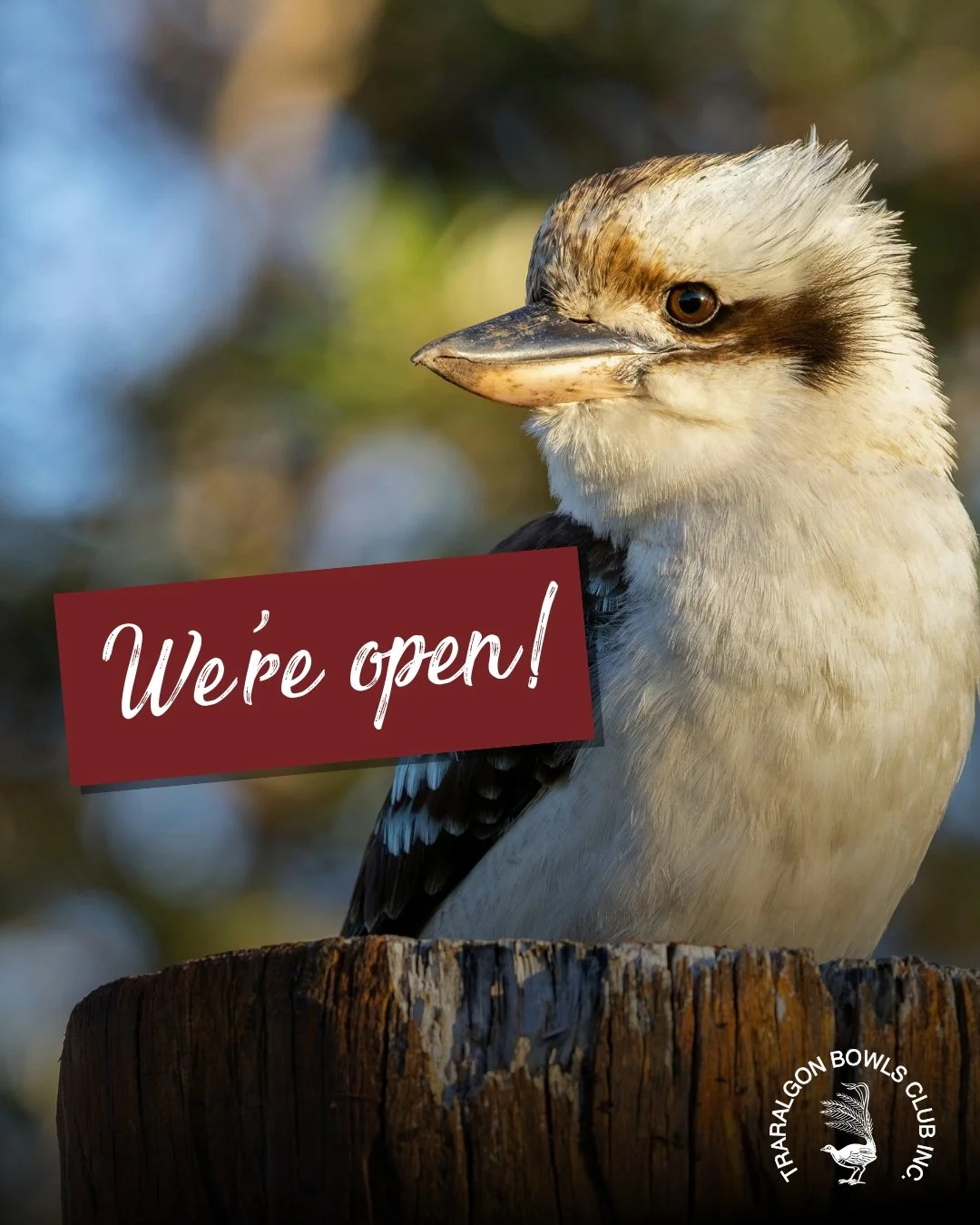 WE'RE HERE AS NORMAL FOR AUSTRALIA DAY.
Join us at the club for lunch, dinner, a cheeky drink and/or roll-up. We're trading as normal between 10am and midnight.