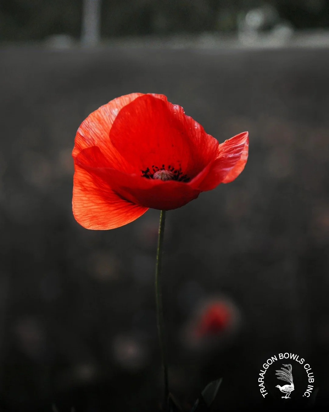 WE'RE OPEN EVERY DAY
Slightly modified hours on Saturday for ANZAC Day, midday to 11pm. All other days we're trading as normal. Lest we forget.