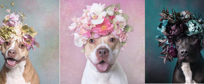 pitt-bull-flower-power-sophia-gamand.png
