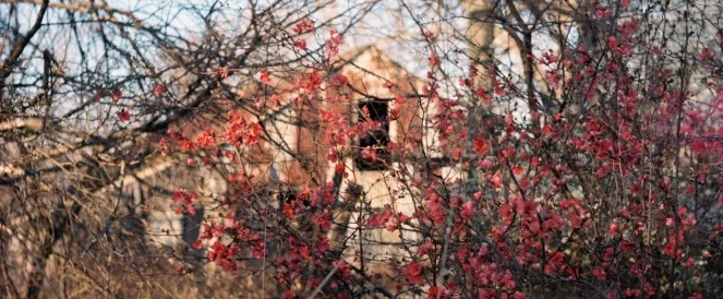 The Allotment // JJ Lind 