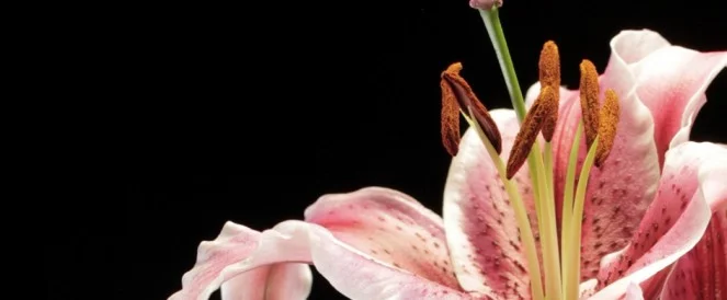 Apophany // Carmen Osterlye