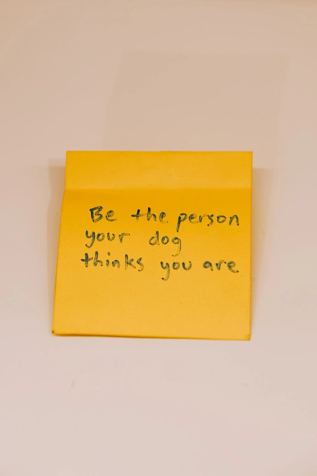 invisibledog26 copy.jpg