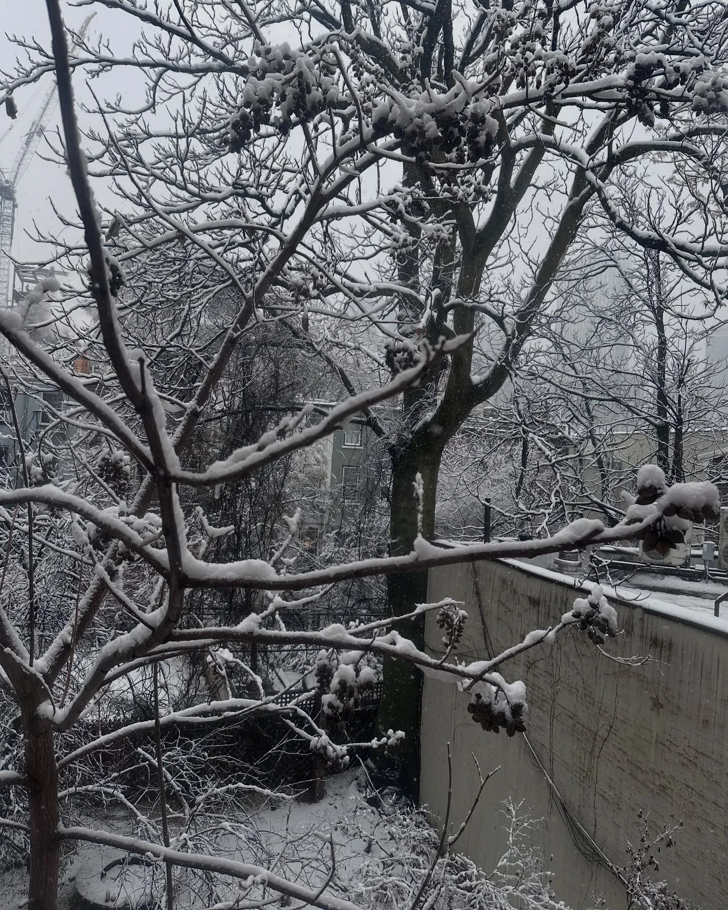 Christmas Miracle! What are you going to do today NYKers? May be donate to The Invisible Dog? it's the last hours of our Annual Fundraiser.... Let's make it Hanukkah Miracle. Link on bio above 👆