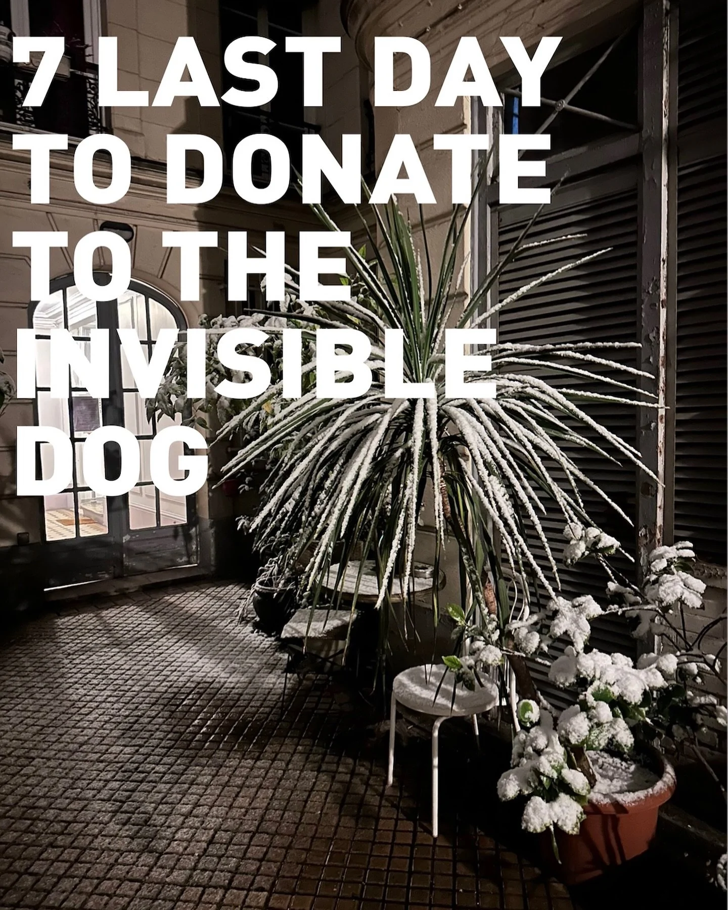 Dear followers, dear friends, the annual fundraiser campaign ends soon. 7 days to show your love and support to The Invisible Dog. 7 days to make all the 2026 projects possible. Please donate now. Each donation has a sweet reward, all of them come wi