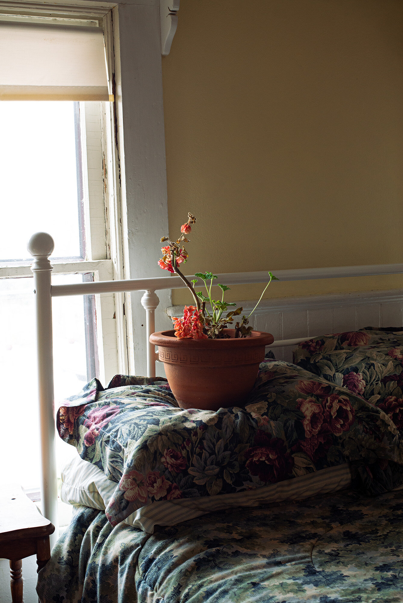 Plant on bed-WEB.jpg
