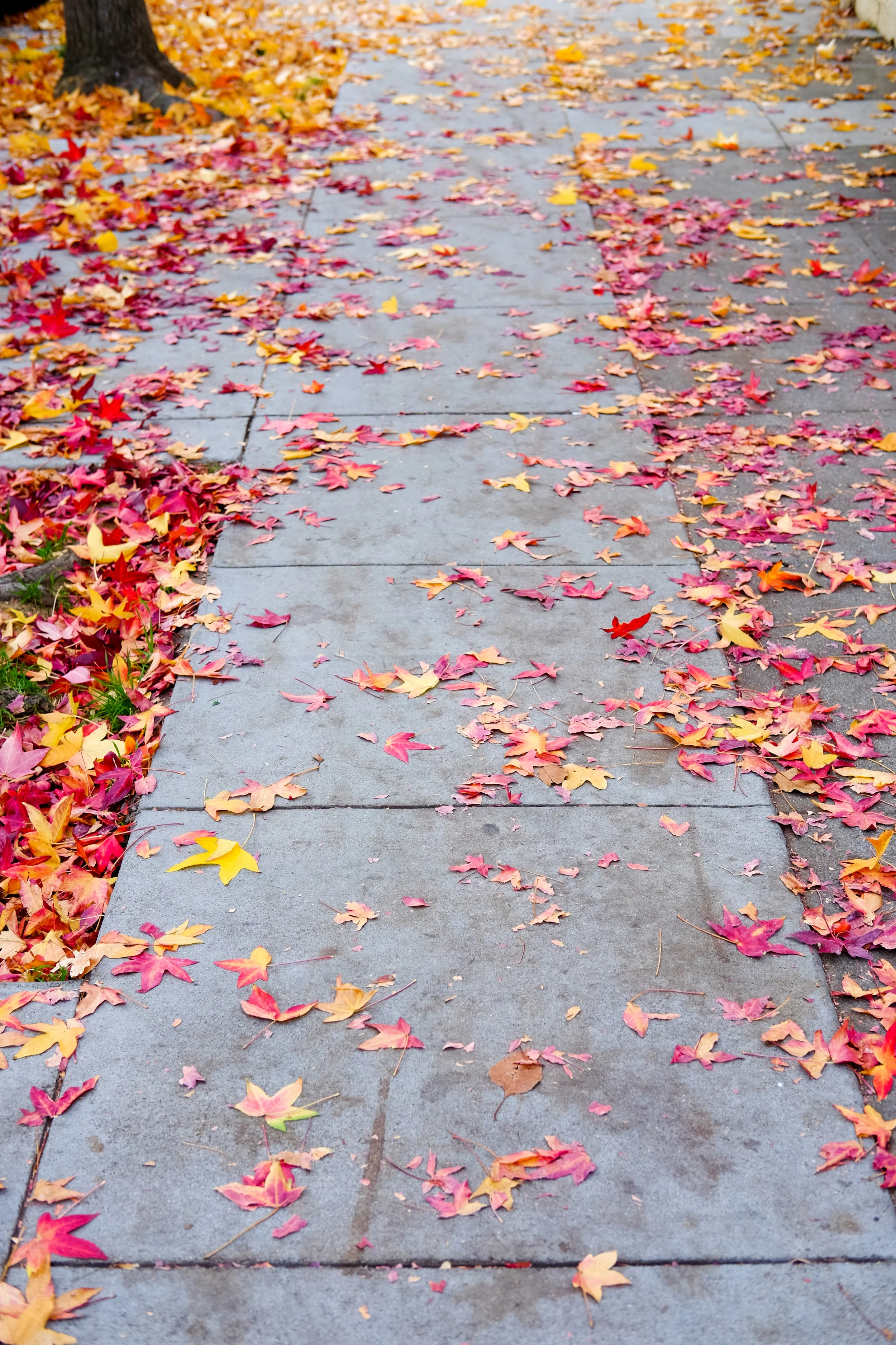Ginevra leaves.jpg