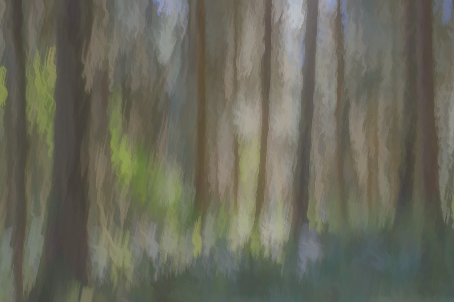 Ho Rain Forest