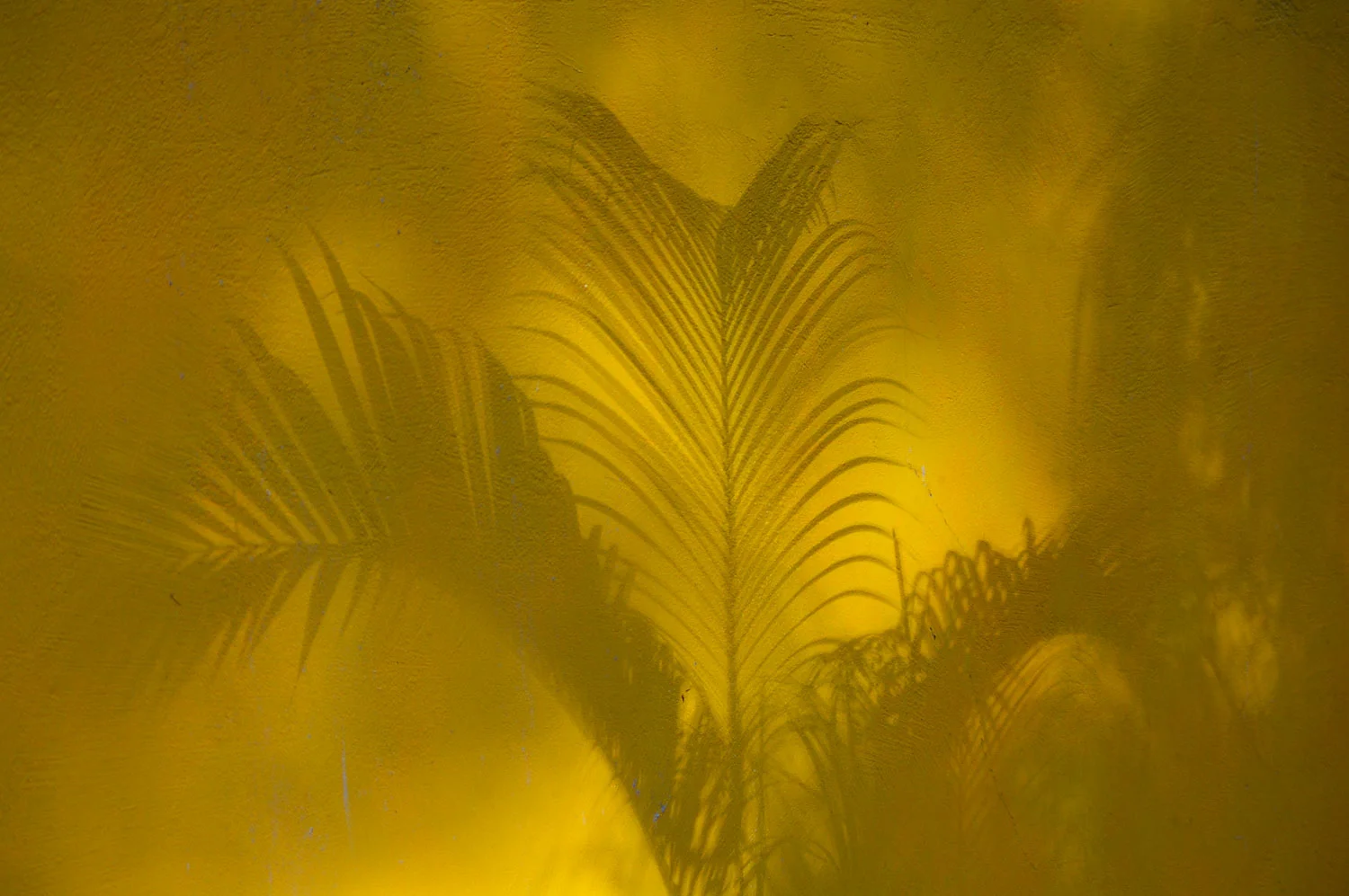 Tamarindo Ferns