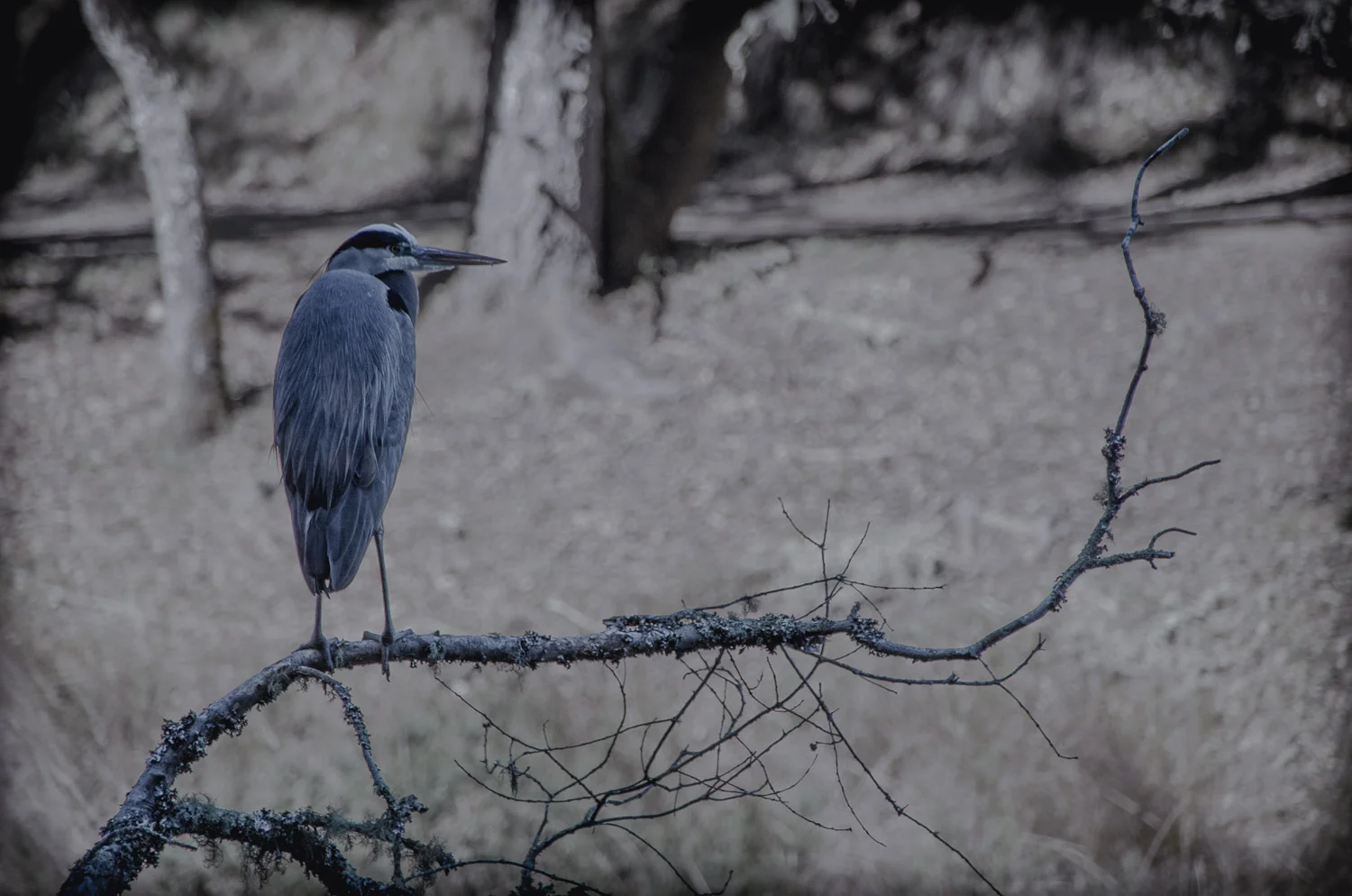 Great Blue Heron, Lake Lagunitas, Marin Co. CA