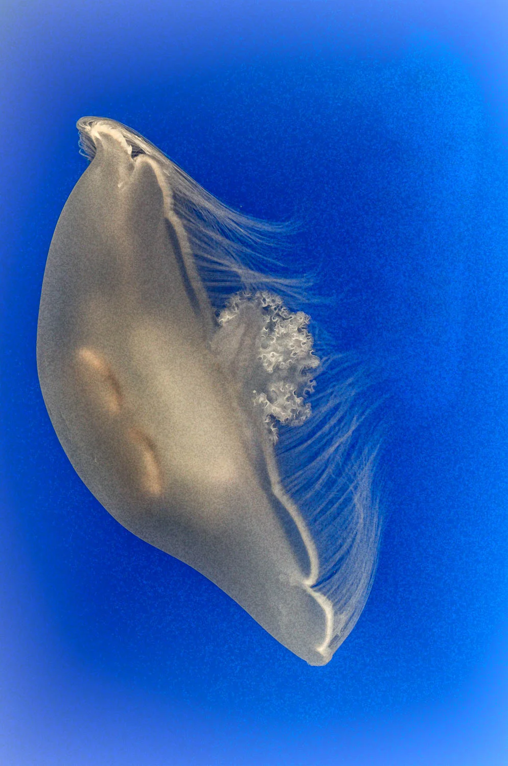 Jellyfish II