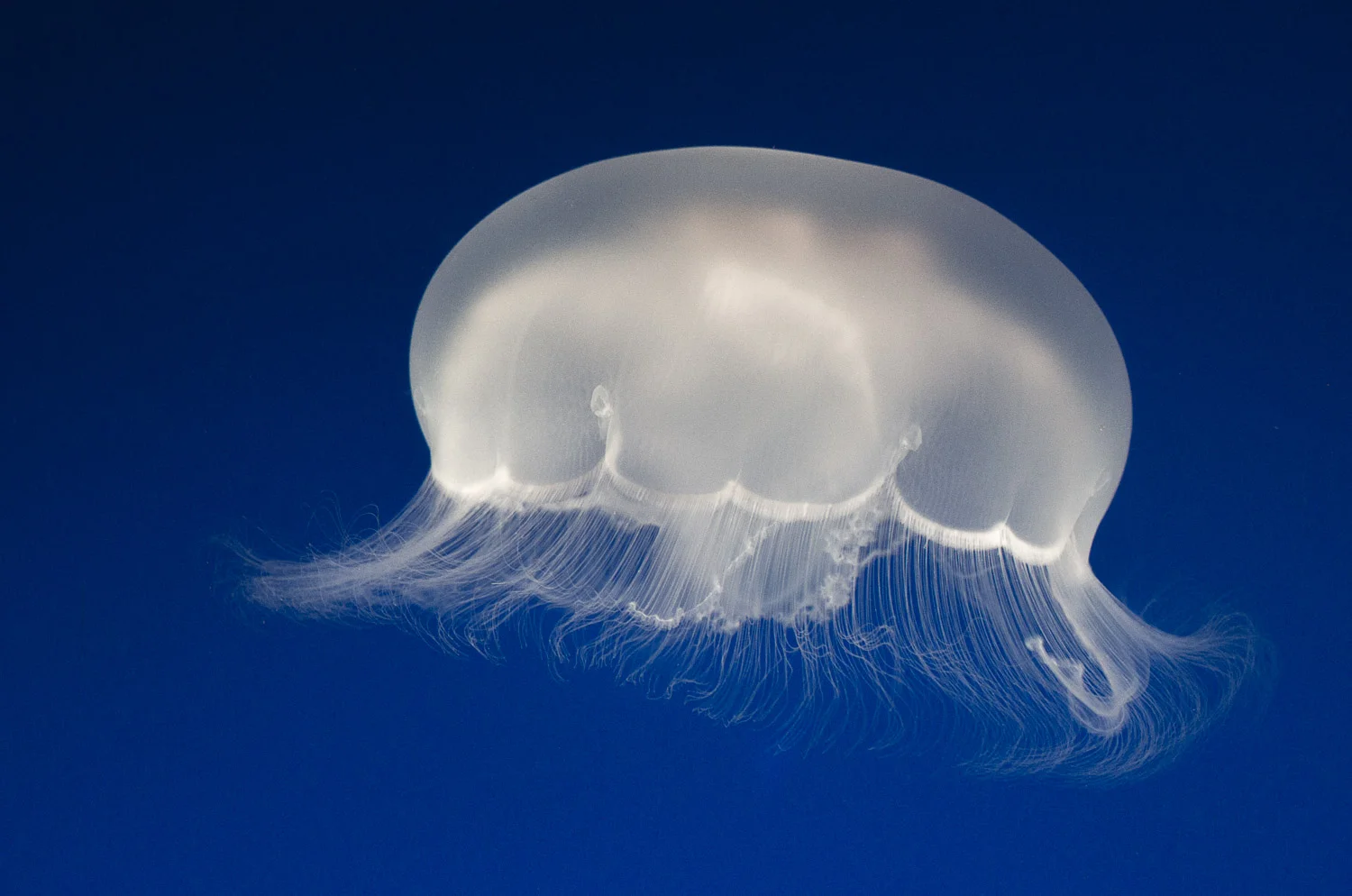 Jellyfish I