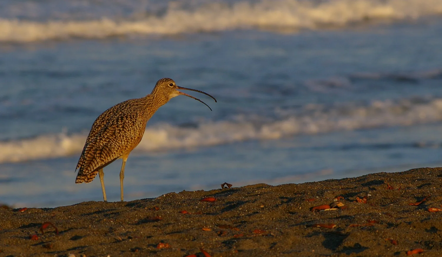 Long Billed Curlew, Cambria, CA