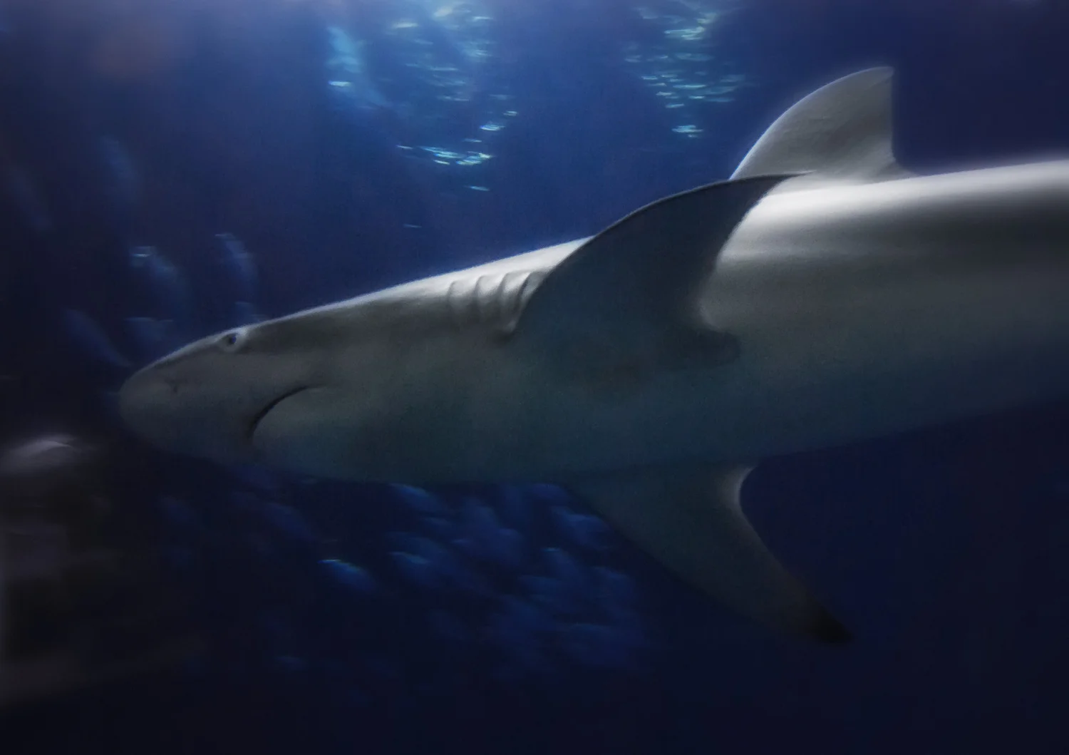 Shark