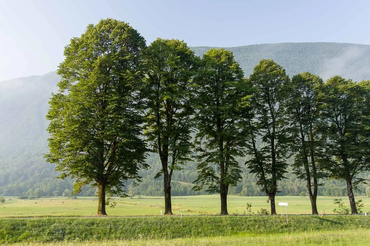 Trees at Daybreak Near Kobarid