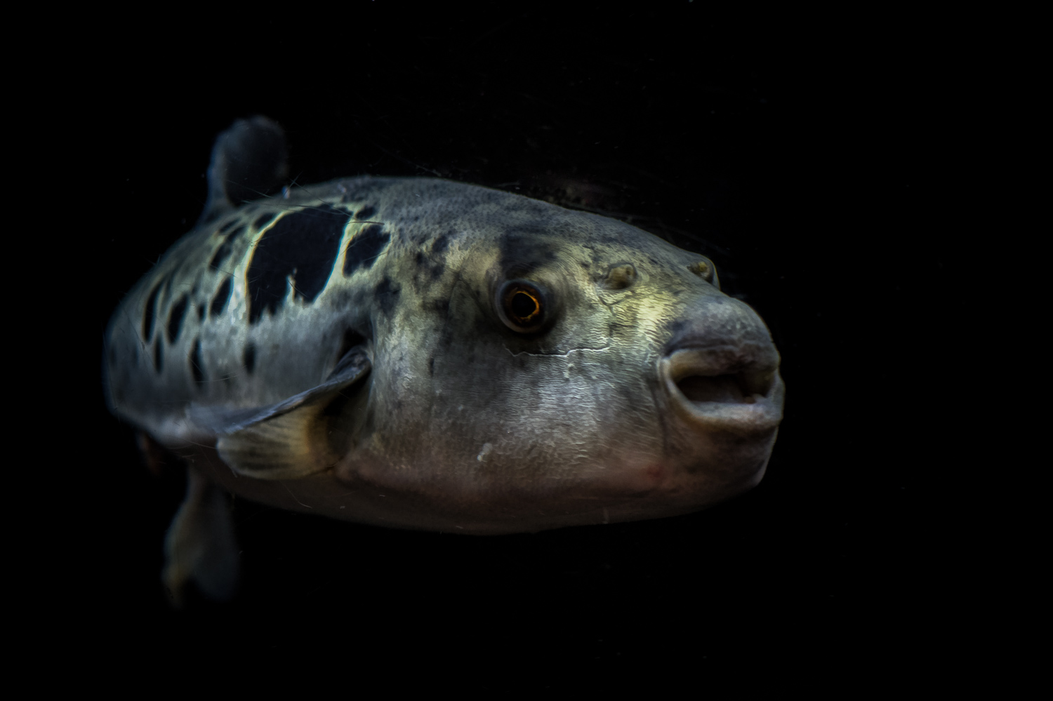 Puffer Fish, Osaka