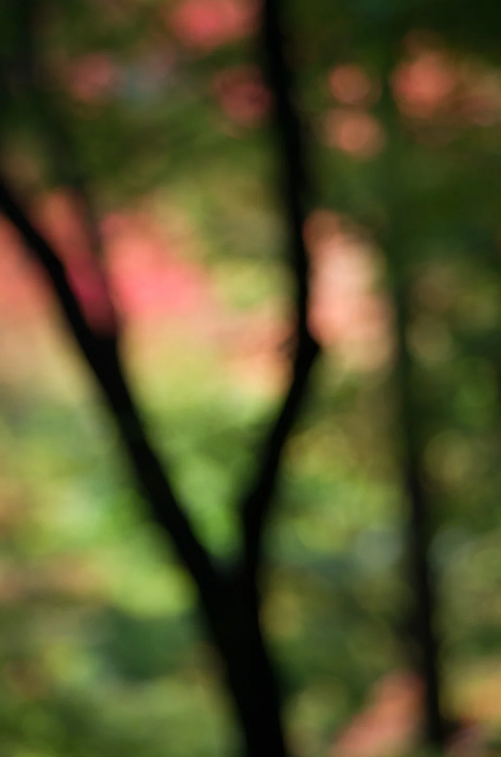 Shinto Shrine Impressions