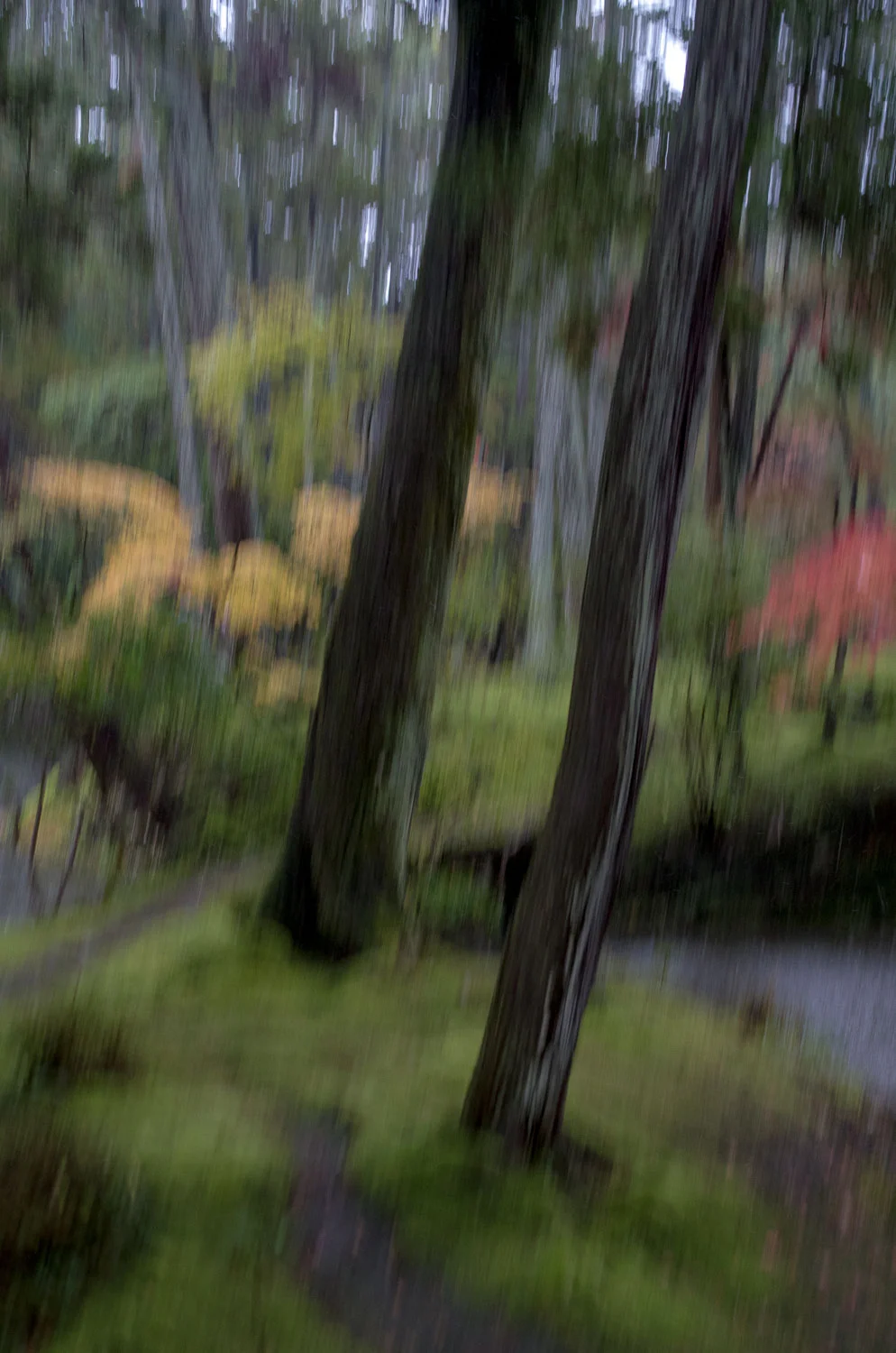 Forest Path, Saiho-ji Temple, Kyoto