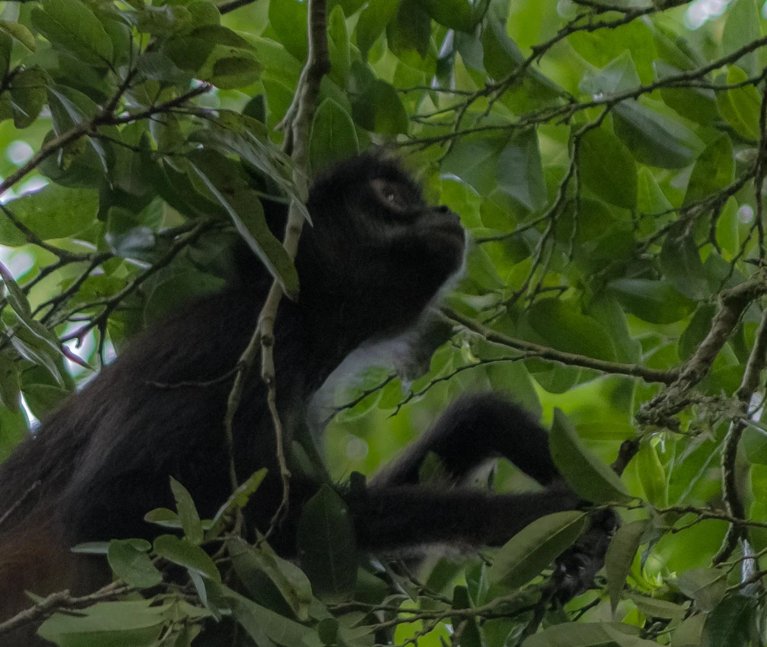 Spider Monkey, Yaxha, Guatemala