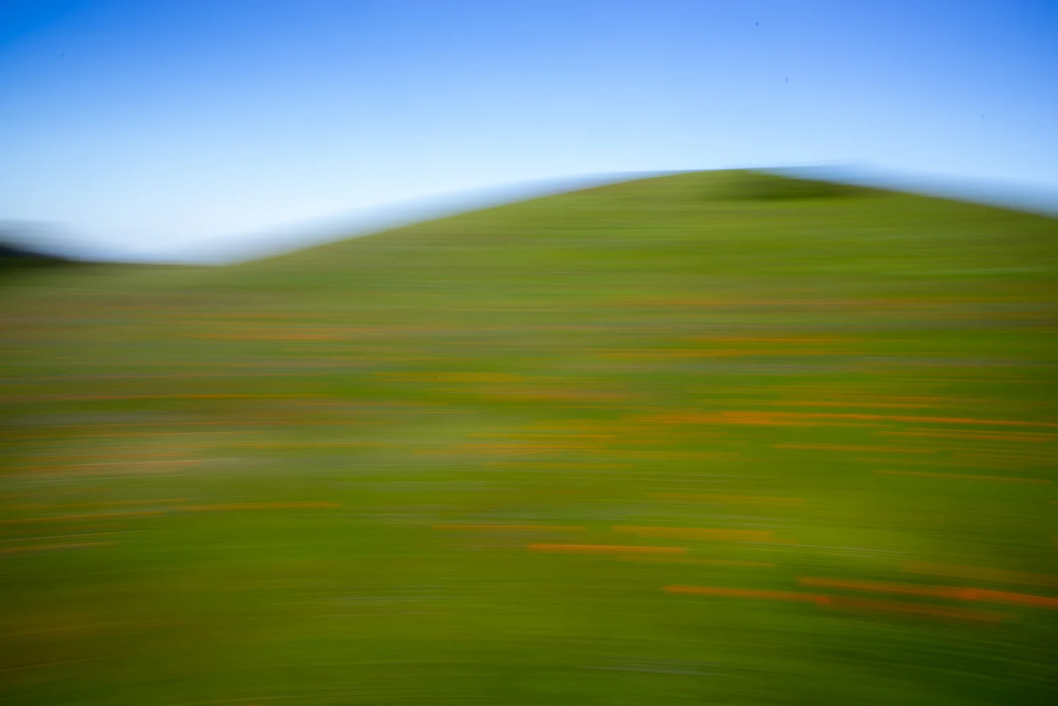 Poppy Fields, Russian Ridge Open Space, San Mateo County