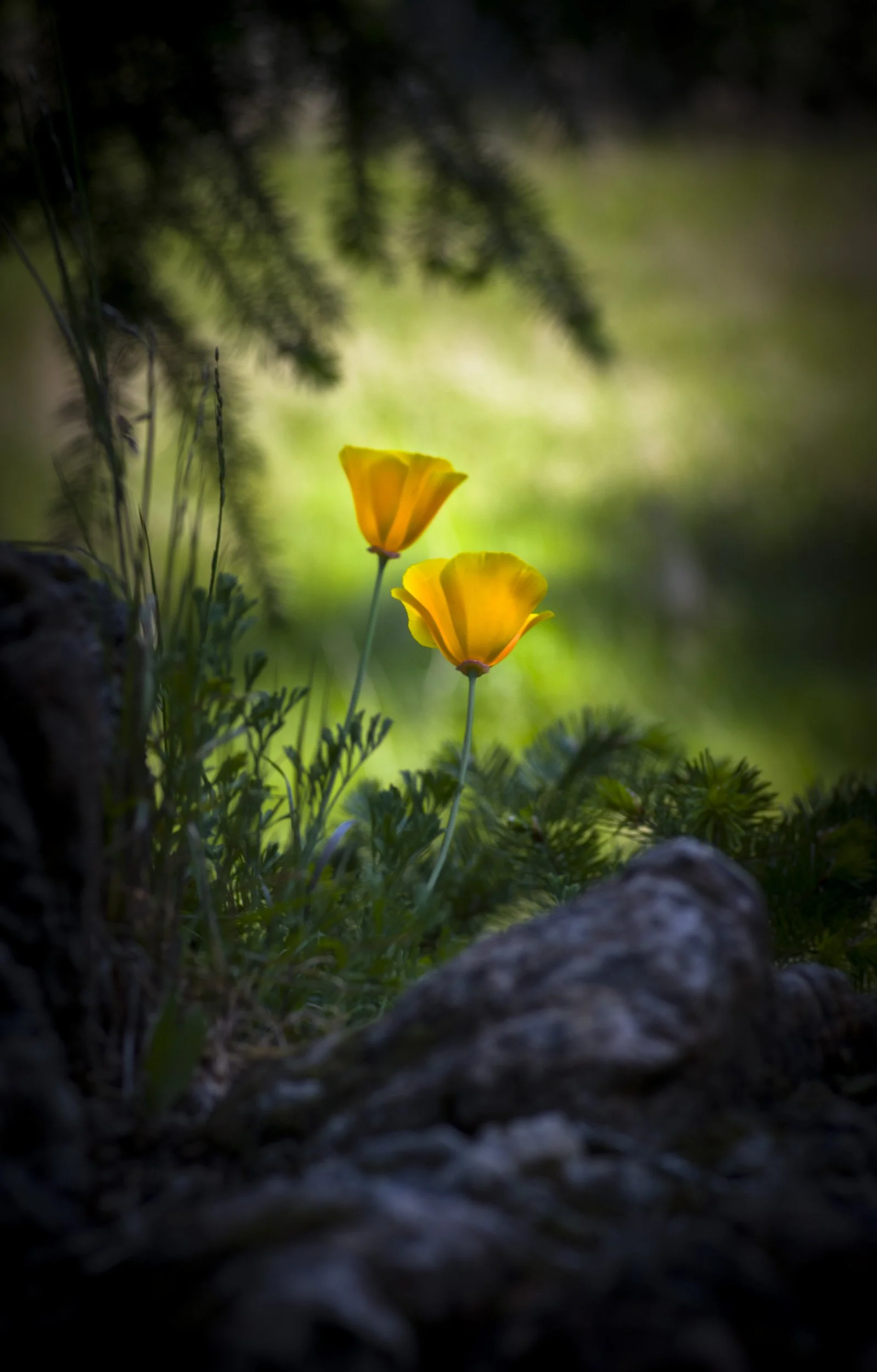 Golden Poppies, Mt. Tamalpais
